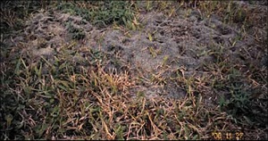 Red Imported Fire Ant Mound