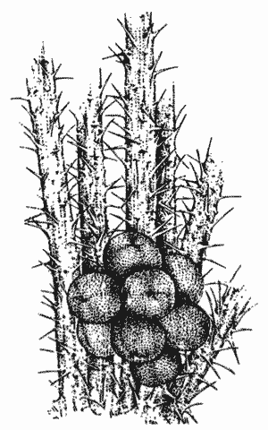 Salak fruit clump drawing