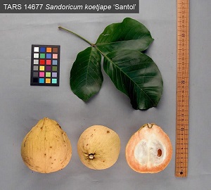 Sandoricum koetjape 'Santol'