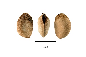 Seeds of Sandoricum koetjape