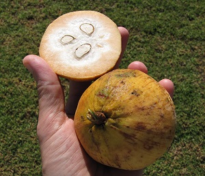 Fruit in hand from Maui Mall farmers market Olinda, Maui, Hawaii.