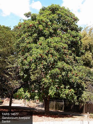 Santol tree