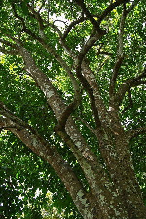 A mature Santol Sandoricum koetjape tree in the Philippines towers 40 to 45 meters high.