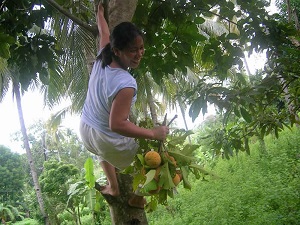 The ripe fruits are harvested by climbing the tree and plucking by hand, alternatively a long stick with a forked end may be used to twist the fruits off. Zamboanga del Sur, Mindanao, Philippines