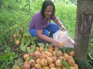 Santol Sandoricum koetjape. Gathering plucked ripe fruits at the foot of the tree (Zamboanga del Sur, Mindanao, Philippines).