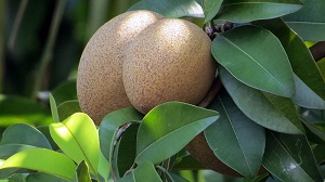 Close up of fruit