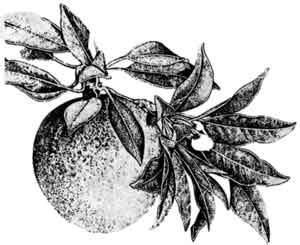 Sketch of Sapodilla fruit and leaves