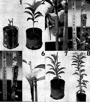 Different steps in the process of grafting sapodilla trees