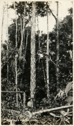 A chiclero bleeding a tree for chicle, Belize