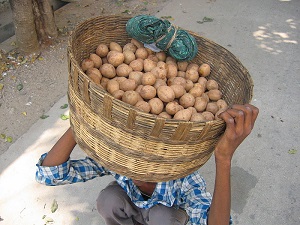 The oval shaped honey taste Sapota fruits (a unique Sapota of this region) are sold on a Street
