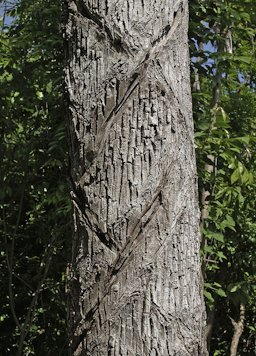 Incisions on the bark of the chicle tree, Manilkara zapota. Jardín Botánico «Dr. Alfredo Barrera Marín». Puerto Morelos, Quintana Roo, México.