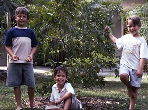 Boys and Sapodilla tree, 'Makok' cultivar