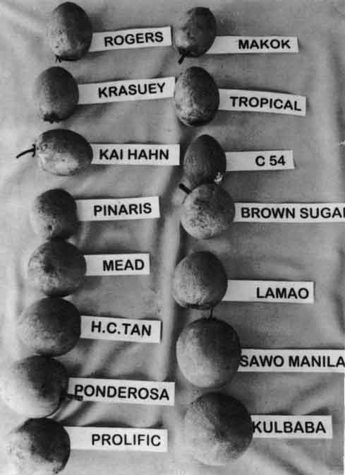 Sapodilla varieties