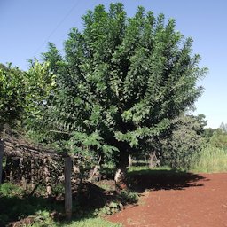 Árvore de Seriguela