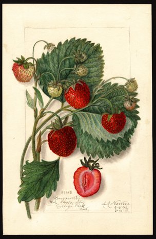 Fragaria, strawberries 'Longworth'