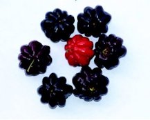 The black-fruited Surinam cherry is called “Kawahara” in Kona; the red fruit is the more typical color.