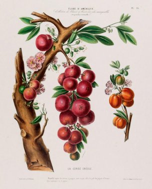 Eugenia uniflora L. [as La cerise créole]Surinam cherry