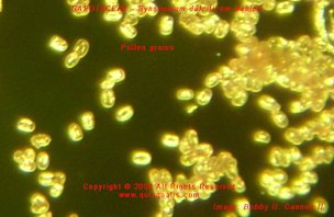 Pollen grains