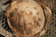 Cross-section of Cocos nucifera trunk illustrating that the rot caused by Thielaviopsis paradoxa occurs on only one side of the trunk and moves from the outside to the inside of the trunk.