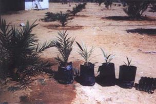 Various stages of growth and development of date palm tissue culture plants during the hardening-off process.