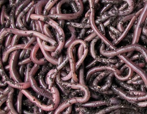 Worms