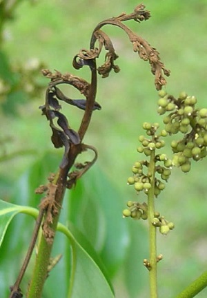 Lychee Webworm Damage to a Flower Panicle