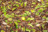 Guava: Defoliation and fruit drop due to algal leaf spot