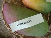 'Anderson'