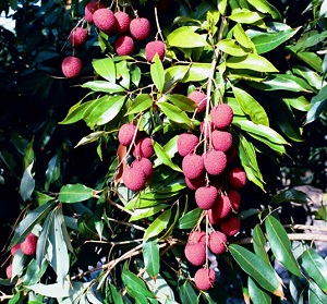 Perfect Ripe Brewster Lychees