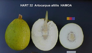 'Hamoa'