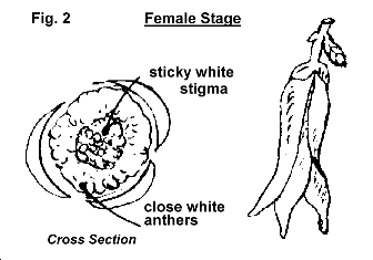 female stage