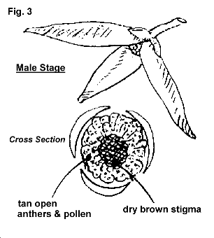 male stage