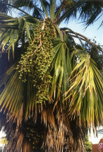 Guadelupe Palm