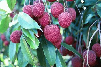 Brewster Lychee Cluster