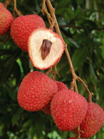 'Sweethart' lychee