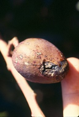 Anthracnose on very young fruit