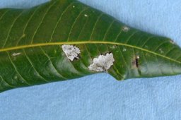 Gray leaf spot (fungus, Pestalotiopsis mangiferae = Pestalotia mangiferae)