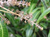 Mildew on flowers, panicles and fruit