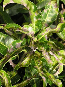 Leaf spots, blight, curling and distortion