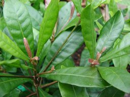 Synsepalum dulcificum (leaves). Location: Maui, Kula Ace Hardware and Nursery