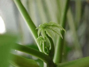Another look at the newly sprouting leaves
