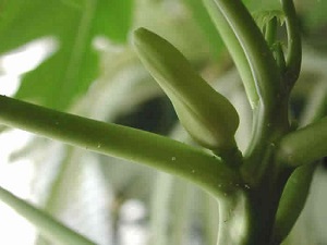 Mature papaya flower bud