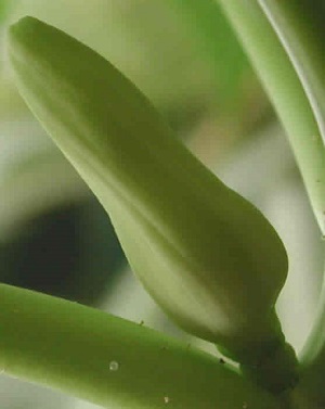 This is a close up look at the mature papaya flower bud