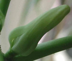 This is a close up look at the papaya flower bud as it begins to open.