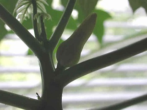 This is another photo of the budding papaya tree.