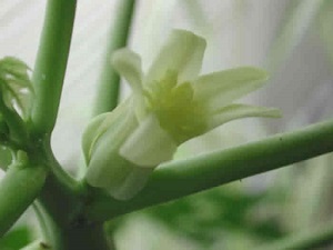 This is another view of the mature papaya flower.
