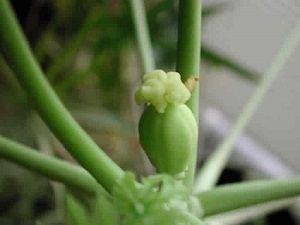 The papaya flower has mostly fallen away, and the ovary is beginning to swell into the fruit