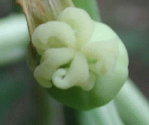 This is a close up top view of a newly developing papaya fruit.