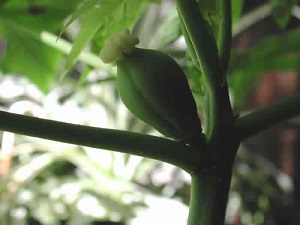 The papaya ovary continued to swell.