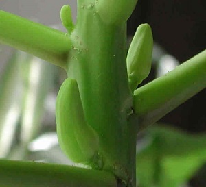This is a closer look at the newly developing papaya buds.